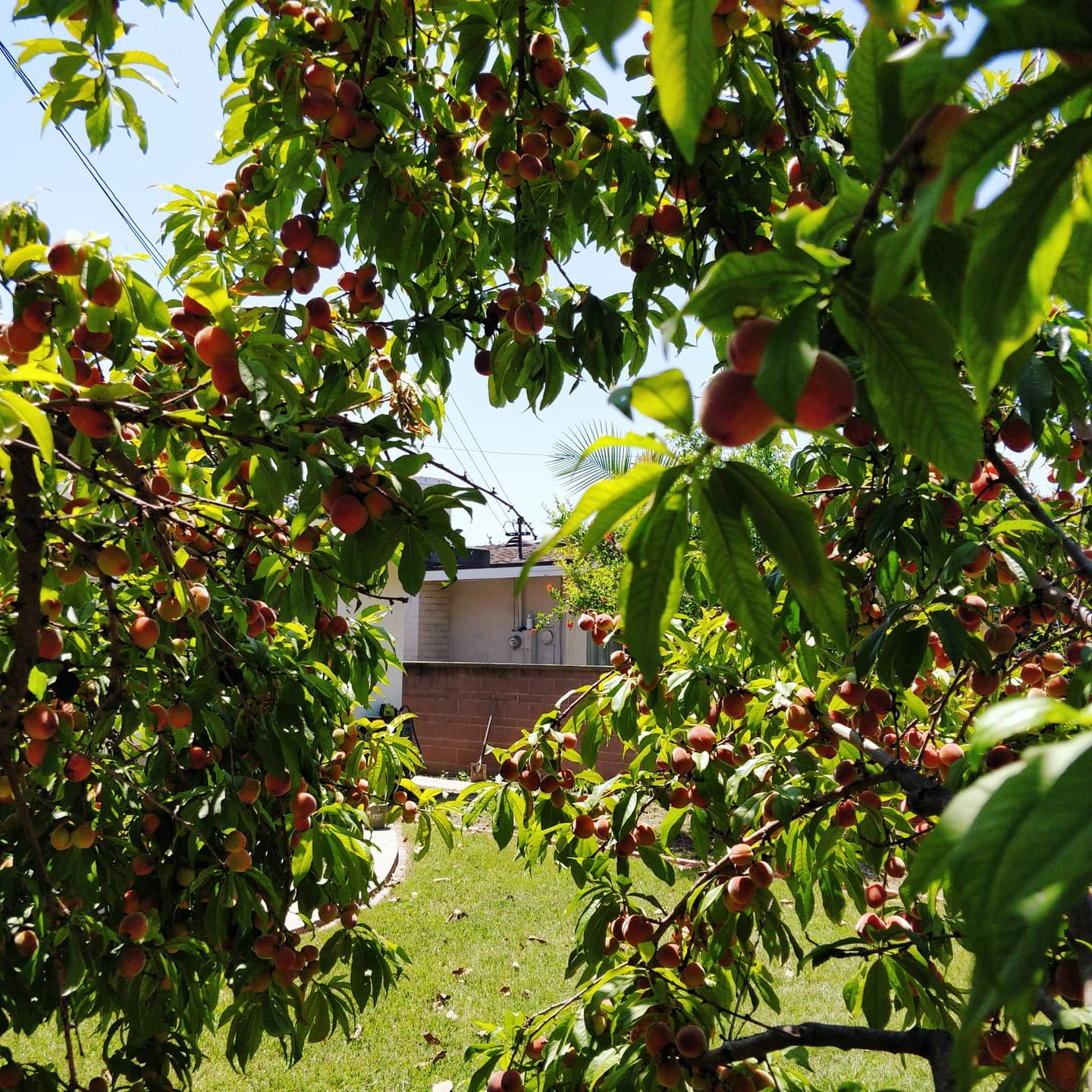 View from inside my peach tree