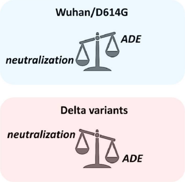 Infection-enhancing antibodies in Wuhan-strain vs. Delta-variant